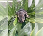 Small Photo #3 Schnauzer (Miniature) Puppy For Sale in FORT PIERCE, FL, USA