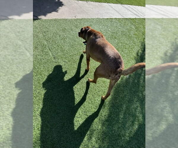 Medium Photo #8 Black Mouth Cur-Rhodesian Ridgeback Mix Puppy For Sale in Woodland Hills, CA, USA