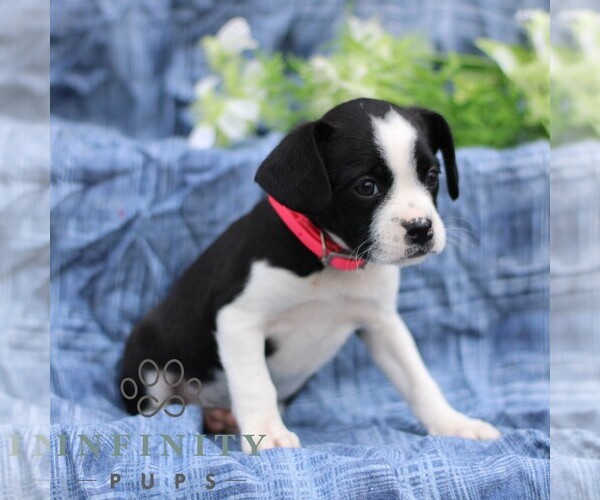 Medium Photo #3 Boston Terrier-Cock-A-Poo Mix Puppy For Sale in PORT ROYAL, PA, USA