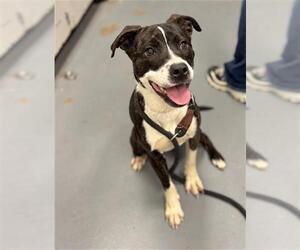 Mutt Dogs for adoption in Peoria, IL, USA