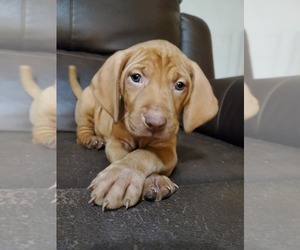 Vizsla Puppy for sale in NEW YORK MILLS, MN, USA