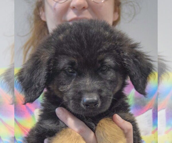 Medium Photo #6 Golden Shepherd Puppy For Sale in Huntley, IL, USA