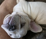 Small #3 French Bulldog