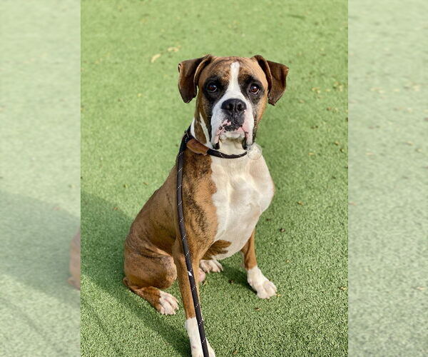 Medium Photo #6 Boxer Puppy For Sale in Austin, TX, USA