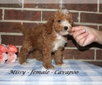 Small #1 Cavapoo (Miniature)