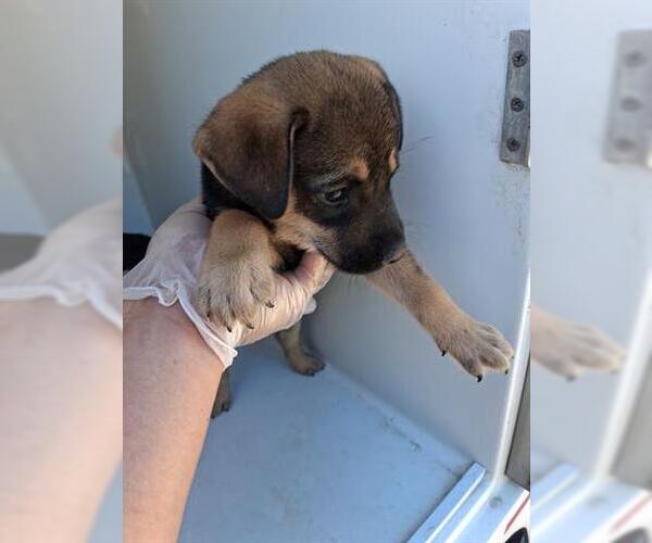 Medium Photo #1 Doberman Pinscher-German Shepherd Dog Mix Puppy For Sale in Houston, TX, USA