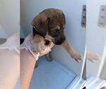 Small Doberman Pinscher-German Shepherd Dog Mix