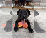 Small #3 Great Dane Mix