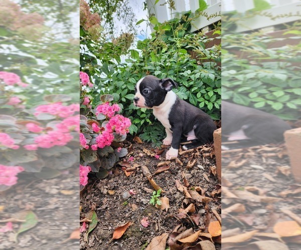 Medium Photo #5 Boston Terrier Puppy For Sale in GREENWOOD, WI, USA