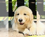 Small Photo #11 Golden Retriever Puppy For Sale in AMITY, AR, USA