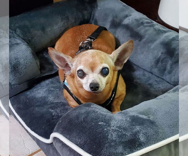 Medium Photo #4 Chihuahua Puppy For Sale in Weston, FL, USA