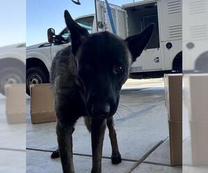 Mutt Dogs for adoption in Bakersfield, CA, USA