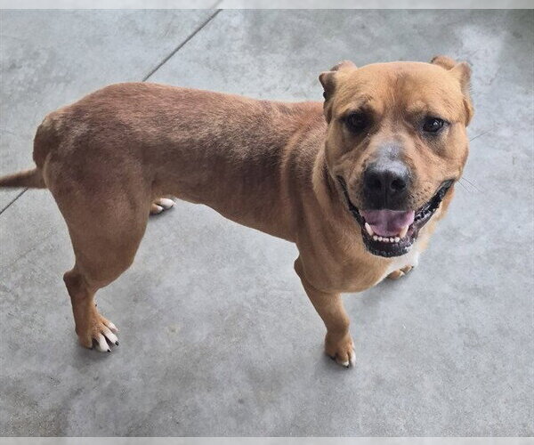 Medium Photo #1 Mutt Puppy For Sale in Decatur, IL, USA