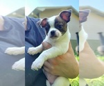Small #2 Chihuahua