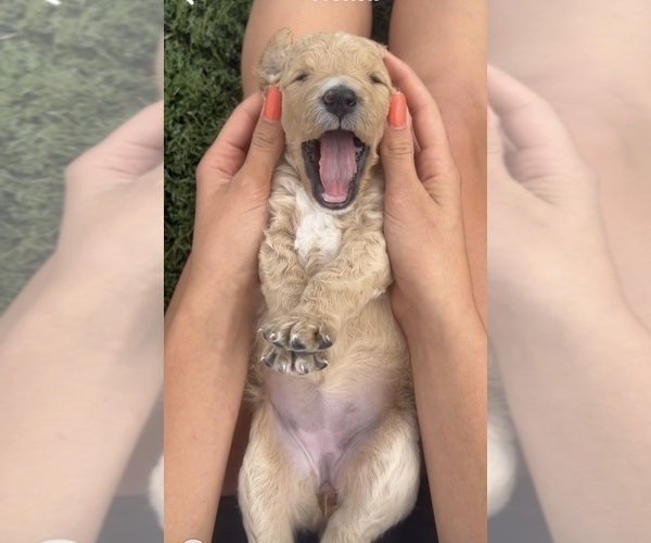Medium Photo #8 Goldendoodle Puppy For Sale in PLATTEVILLE, CO, USA