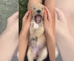 Small #7 Goldendoodle