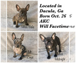 Small Photo #1 French Bulldog Puppy For Sale in DACULA, GA, USA