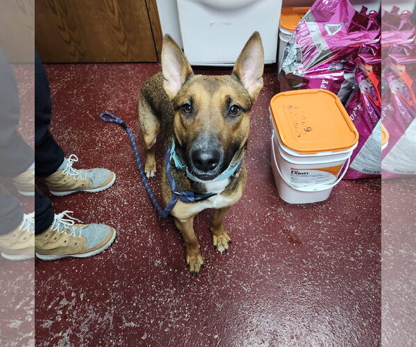 Medium Photo #40 Mutt Puppy For Sale in Fargo, ND, USA
