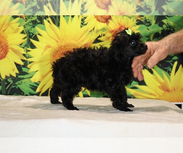 Medium Photo #26 Poodle (Toy) Puppy For Sale in DYERSBURG, TN, USA