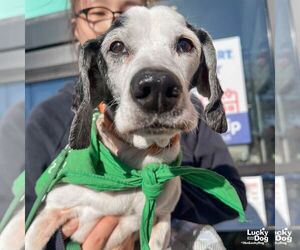 Beagle-Unknown Mix Dogs for adoption in Washington, DC, USA