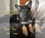 Puppy Bee German Shepherd Dog