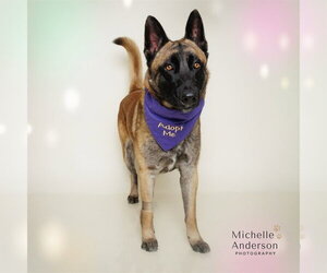 WOLFGANG - Male Mutt Dog for Adoption - Photo #2