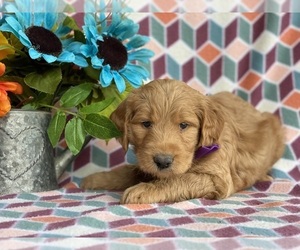 Goldendoodle Puppy for sale in LANCASTER, PA, USA