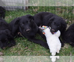 Small Photo #5 German Shepherd Dog-Goldendoodle Mix Puppy For Sale in CULPEPER, VA, USA