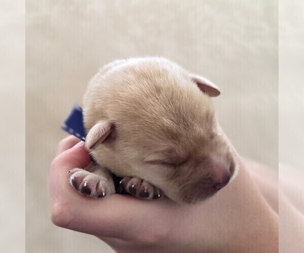 Medium Photo #1 Borador Puppy For Sale in FORTUNA, CA, USA