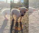 Small #1 American Pit Bull Terrier-Great Pyrenees Mix