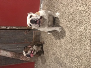 Mother of the English Bulldogge puppies born on 12/13/2017