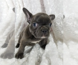 French Bulldog Puppy for sale in UNIONVILLE, IA, USA