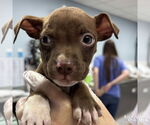 Small #3 Labrador Retriever-Retriever  Mix