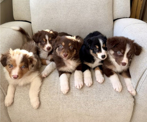 Australian Shepherd Litter for sale in BOSTON, MA, USA
