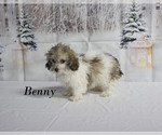 Benny - Male Poodle (Toy) Puppy for Sale - Photo #26
