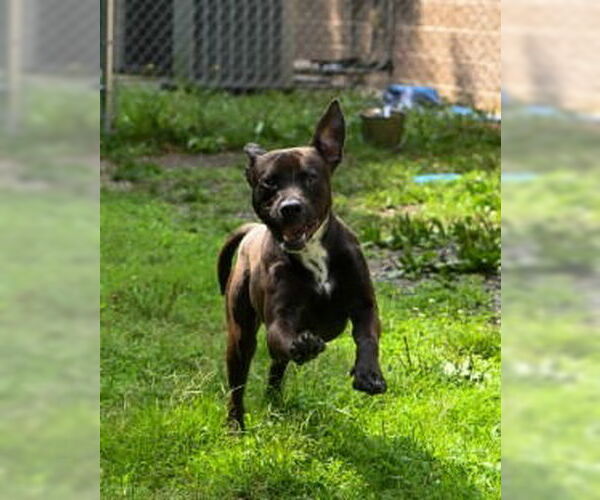 Medium Photo #2 American Pit Bull Terrier-Staffordshire Bull Terrier Mix Puppy For Sale in Glen Allen, VA, USA