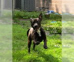Small Photo #2 American Pit Bull Terrier-Staffordshire Bull Terrier Mix Puppy For Sale in Glen Allen, VA, USA