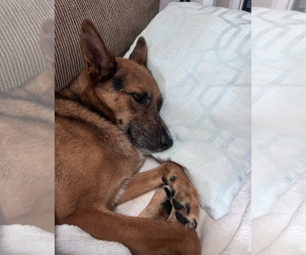 Medium Photo #11 Australian Kelpie-German Shepherd Dog Mix Puppy For Sale in Rockaway, NJ, USA