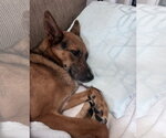 Small #10 Australian Kelpie-German Shepherd Dog Mix