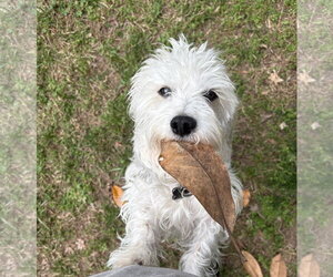 Dachsi Apso Dogs for adoption in Fruitland, SC, USA