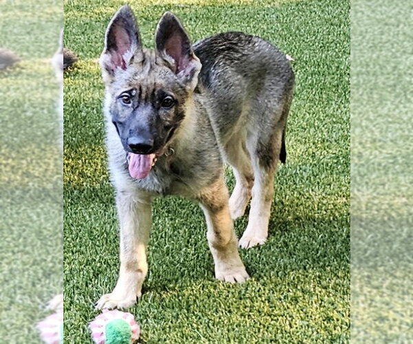 Medium Photo #2 German Shepherd Dog Puppy For Sale in La Grange , NC, USA