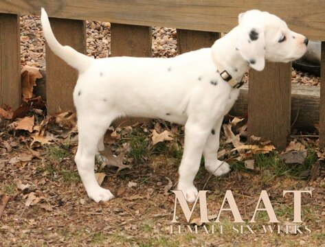 Medium Photo #31 Dalmatian Puppy For Sale in ENID, OK, USA