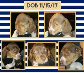 Beagle Dogs for adoption in UNION GROVE, AL, USA