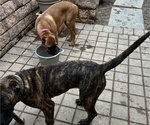 Small Photo #20 Presa Canario Puppy For Sale in LEVITTOWN, PA, USA