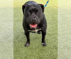Boxer Dogs for adoption in Fayetteville, NC, USA
