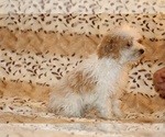 Small #11 Goldendoodle (Miniature)