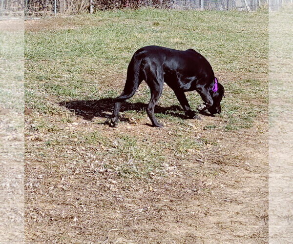 Medium Photo #8 Labrador Retriever-Unknown Mix Puppy For Sale in Stover, MO, USA