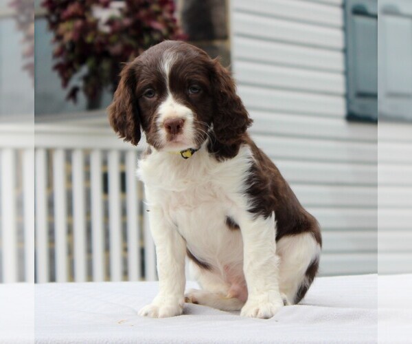 Medium Photo #1 English Springer Spaniel Puppy For Sale in GORDONVILLE, PA, USA