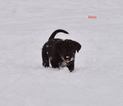 Puppy 1 Border Collie-Mc Nab Mix