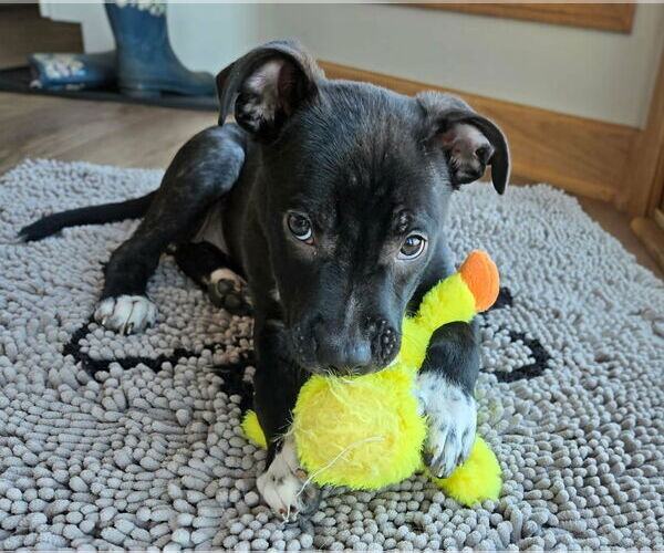 Medium Photo #3 Mutt Puppy For Sale in Des Moines, IA, USA